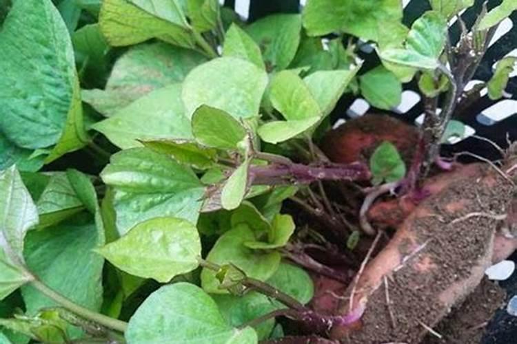 盆栽苹果树的正确种植方法是什么