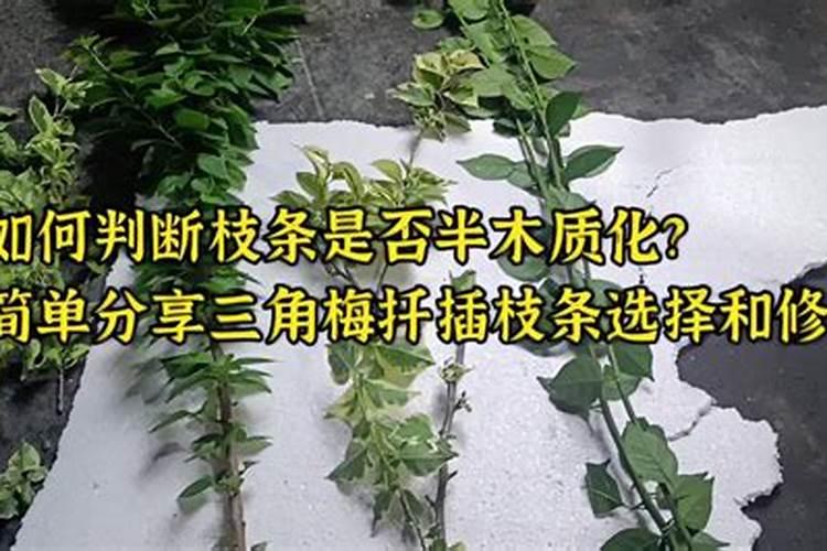 让树木快速生长的肥料