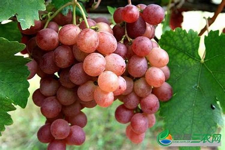 请问一下各老师 葡萄在10月份打叶面肥有用吗