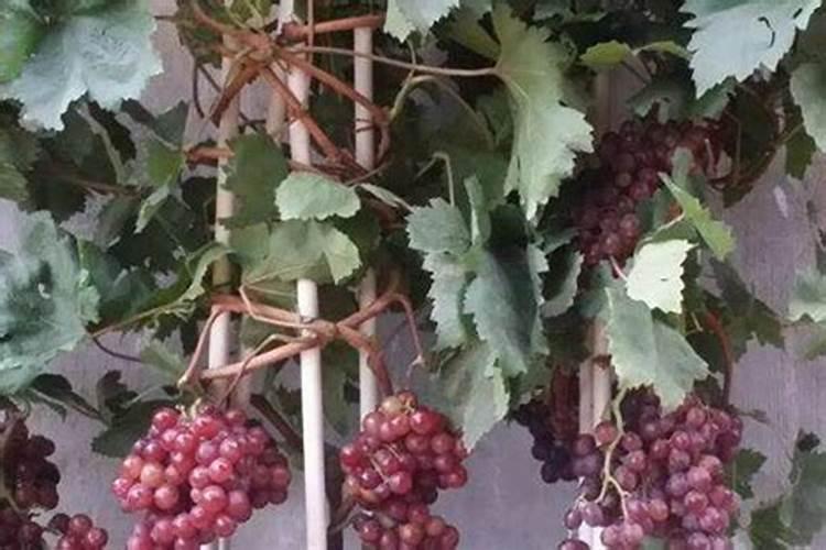 葡萄发芽是否喷叶面肥？用什么叶面肥好？