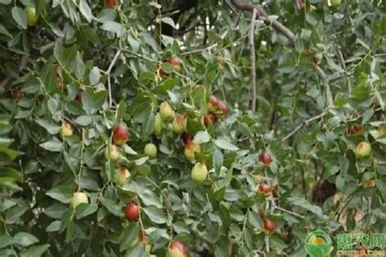 在桂林海泼5百米山区能种植西梅吗？