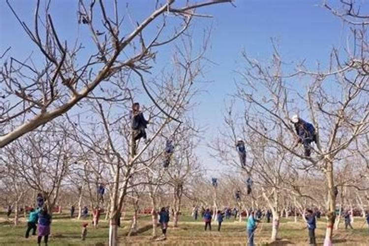 核桃树褐斑病用哪种杀菌剂好