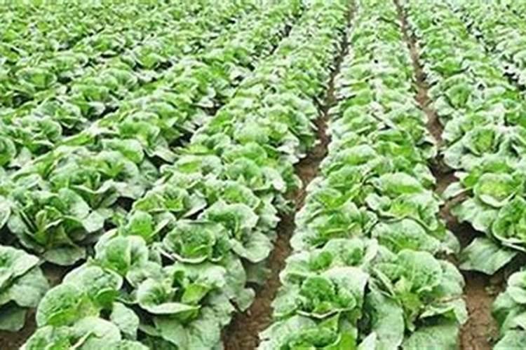 白菜施什么肥最好