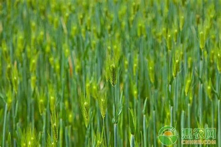 农村常见的苍耳草,有哪些药用价值呢？