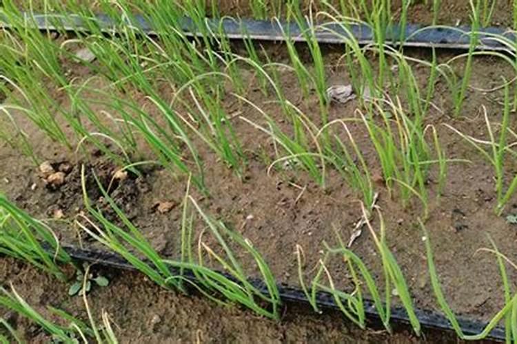 大葱什么时候追肥合适 高产追肥方法