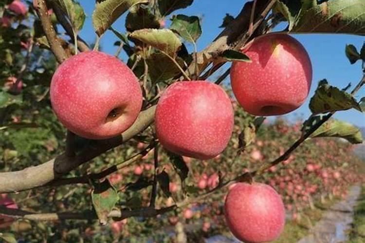 苹果树施肥的方法