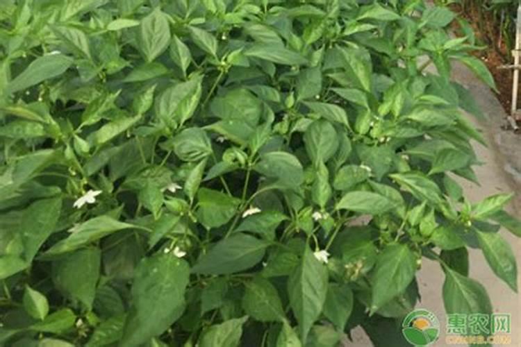 辣椒施什么肥好