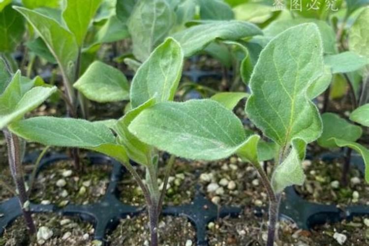 辣椒喷什么叶面肥结果多？辣椒用什么肥料才能高产？