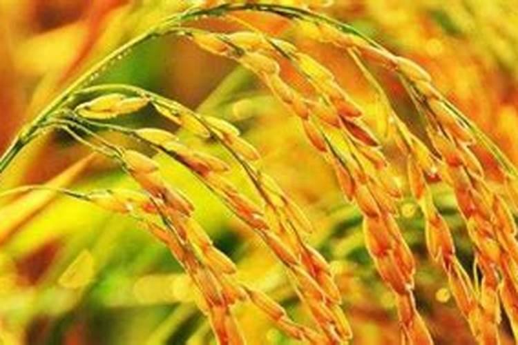 水稻氮磷钾施肥最佳比例每亩用多少？