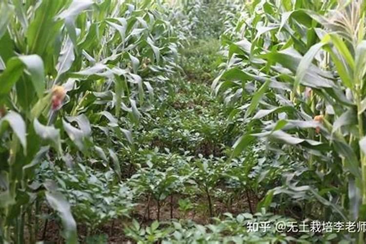 夏明忠的公开发表的论文