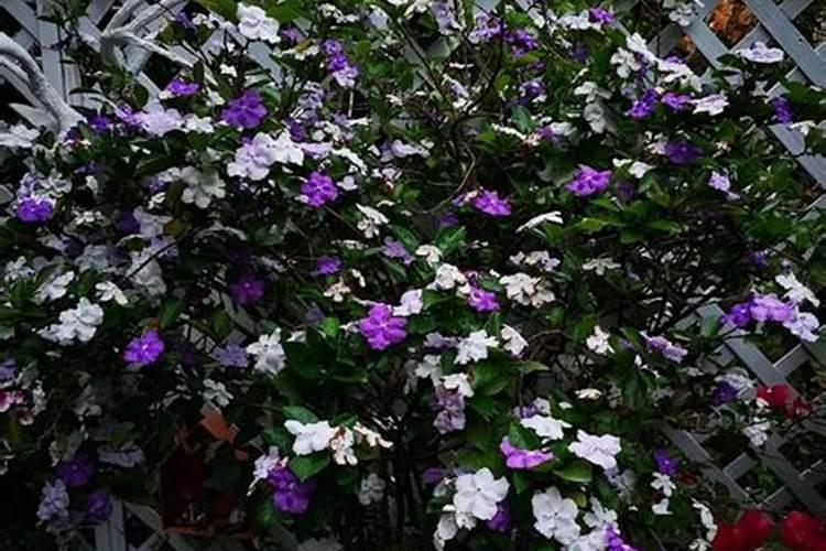 复合肥可以做花肥吗