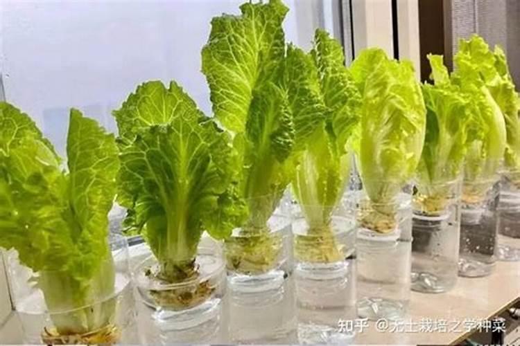 娃娃菜用什么肥料最好？