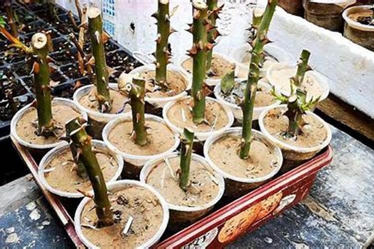 鱼的排泄物都是怎么处理的？