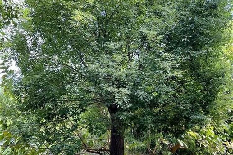 香樟树用什么肥料最好