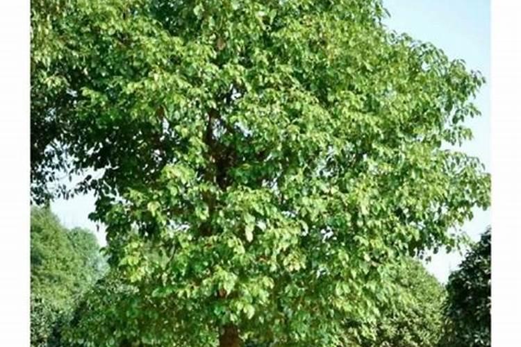 香樟树最好的肥料是什么？