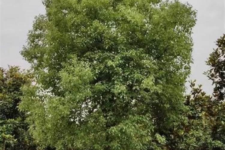 香樟树最好的肥料是什么？