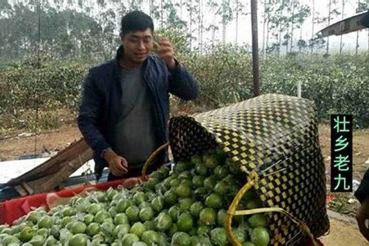 青枣可以施肥含氯的复合肥吗