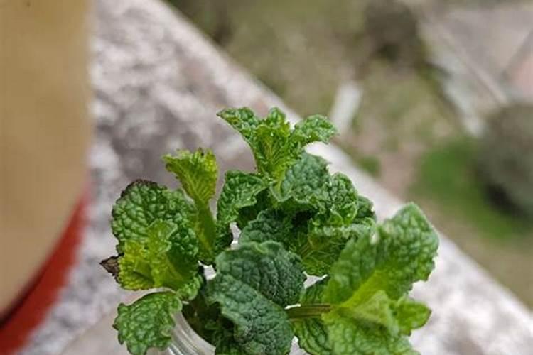 鱼蛋白有什么作用