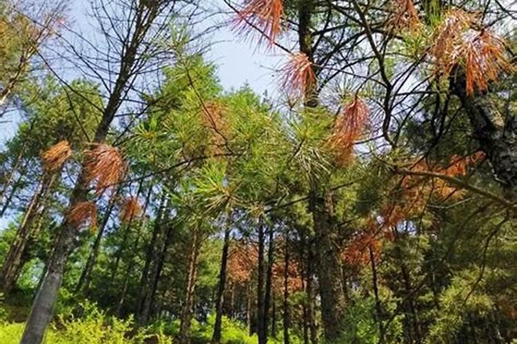 给50年的红松施肥用什么肥料最好每一棵树施多少肥？