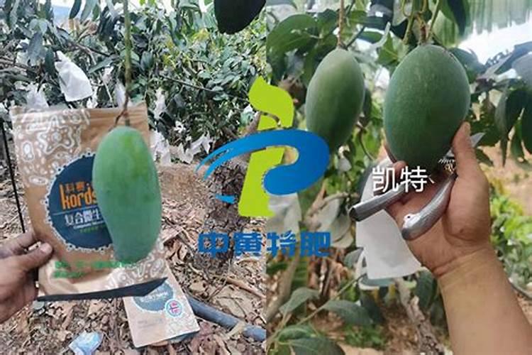 芒果种植施用水溶肥料注意事项有哪些