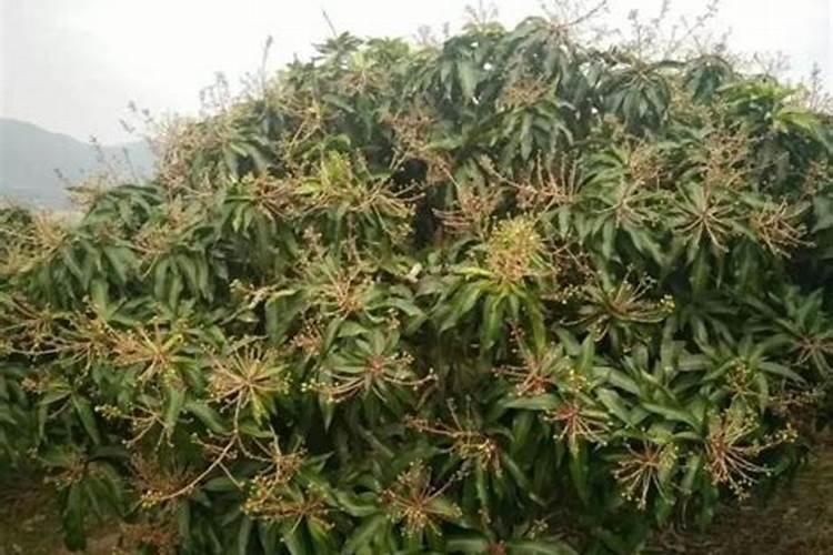 芒果幼树应该怎样去施肥？