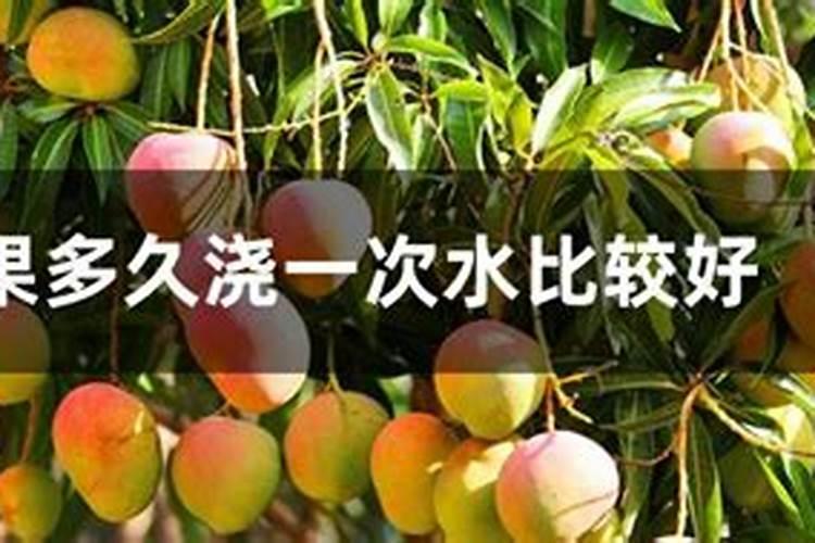 芒果芽栽种注意事项