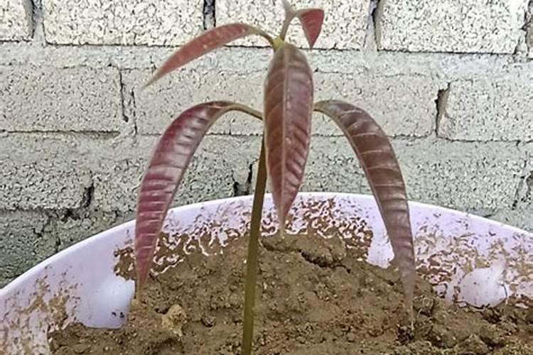 芒果树用什么肥料最好