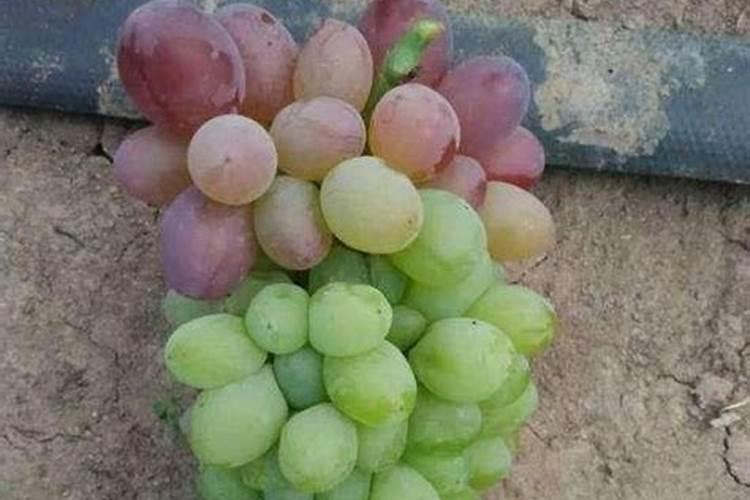 花生追肥可以用尿素吗