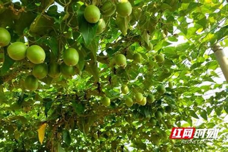 大棚罗汉果苗老叶不黄嫩叶发黄是什么原因