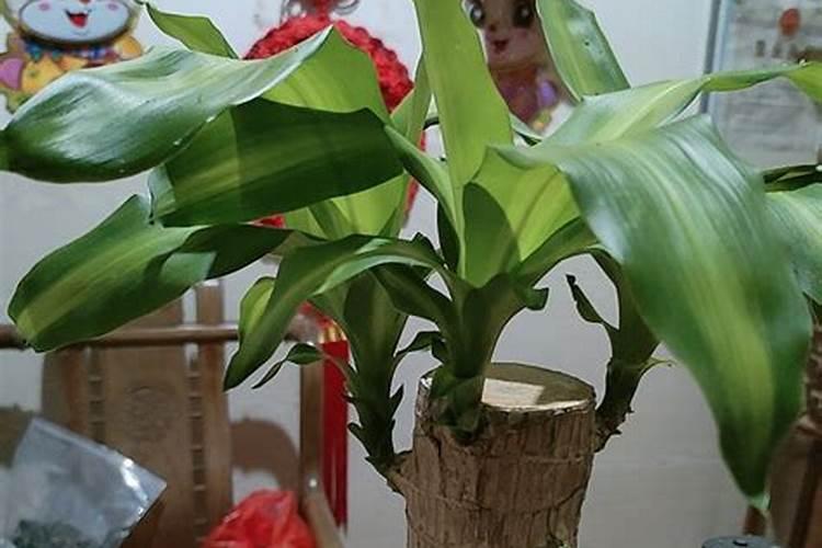 水培巴西木叶子发黄干枯脱落什么原因