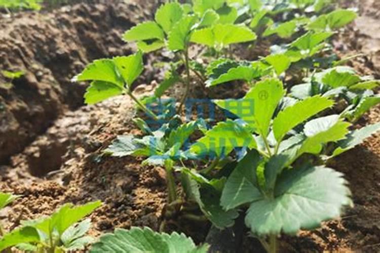 草莓用什么肥料好,用户推荐福进门增产增收