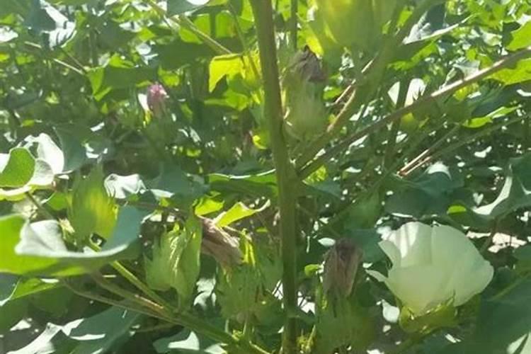 枝枝花冬天怎么养殖方法