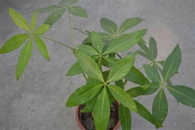 发财树如何施肥