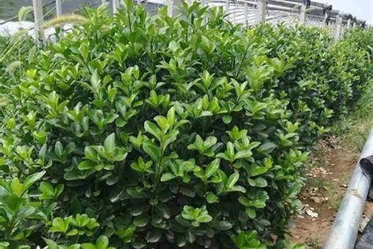 水溶肥做叶面肥用量多少