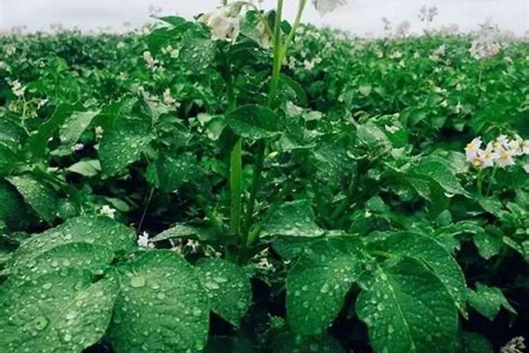 下列肥料中,甘薯和马铃薯应比其他作物多施①( ),番茄和花生应多施②...