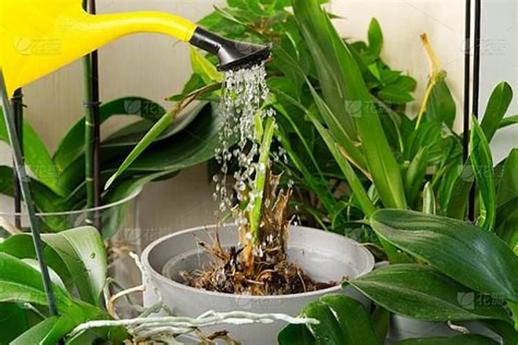 磷酸二氢钾浇花起什么作用(用来浇灌、喷施注意事项)