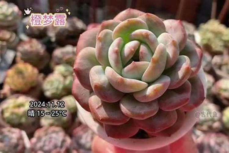 液体氮肥的使用方法 液体氮肥几天见效