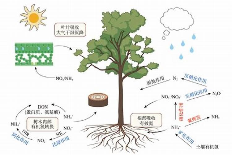 农业上碳氮比怎样能壮苗