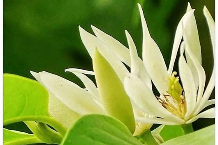 白兰花正常多久施肥