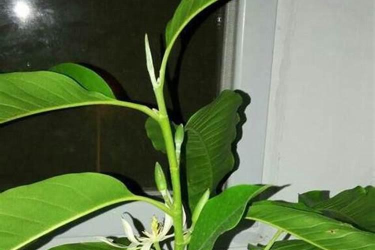 白兰花施什么肥最好