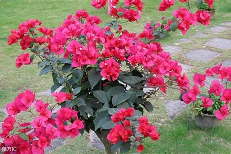 三角梅春天怎么施肥？