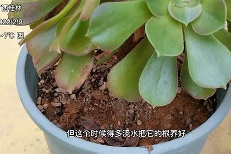 黑法师怎么施肥