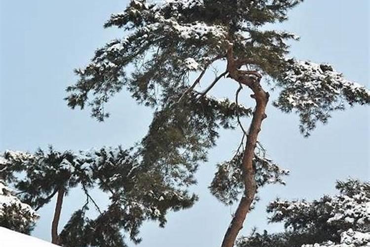 松树叶子可以做肥料吗 松树叶子可不可以做肥料