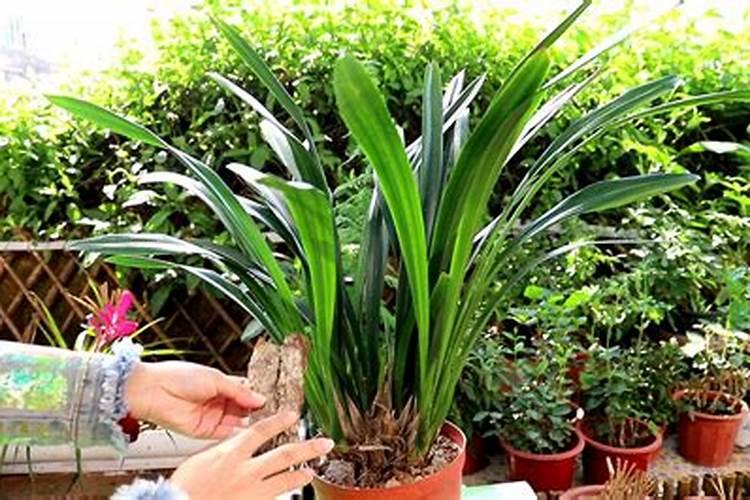 墨兰长新芽的诀窍