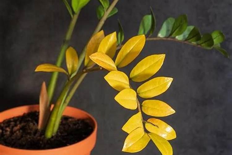 叶子发黄缺什么肥料