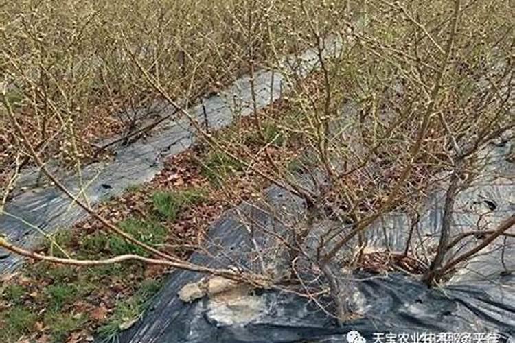 月季花用什么肥料最佳