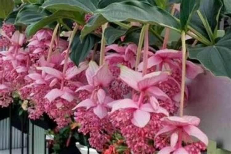 氮肥适合哪些植物与花