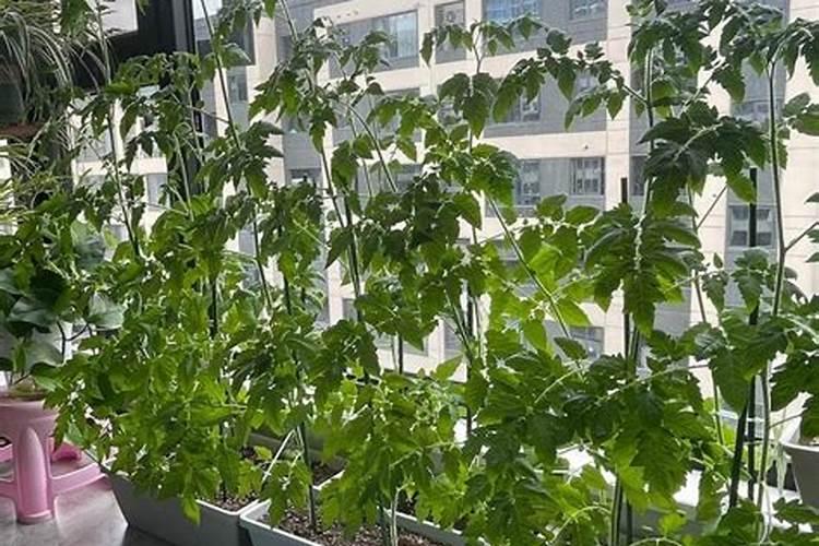 姬红花月怎么变红