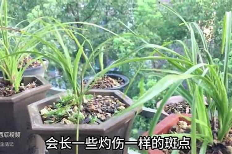 怎样根据兰花植株上的表现来判断兰花缺乏哪种营养呢？