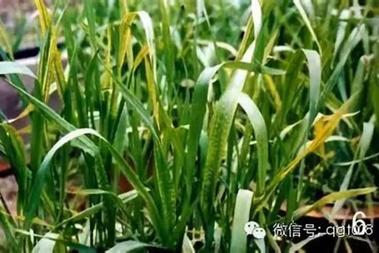 小麦苗期发黄怎么办？
